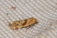 Aethes kindermanniana