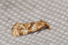 Aethes kindermanniana