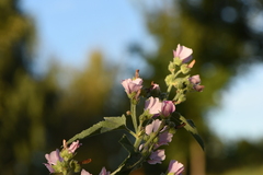 Althaea taurinensis