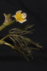 Ranunculus trichophyllus