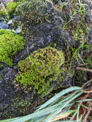 Syntrichia montana