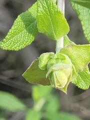 Salvia mellifera