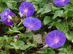 Ipomoea mitchelliae