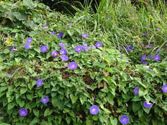 Ipomoea mitchelliae