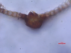 Syntrichia montana