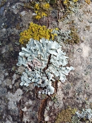 Parmelina tiliacea