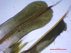 Syntrichia montana