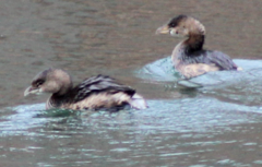 Podilymbus podiceps