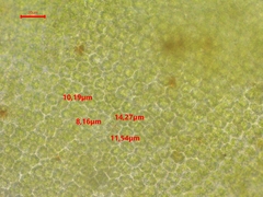 Syntrichia montana