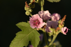Althaea taurinensis