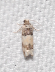 Epinotia thapsiana