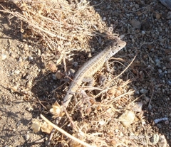 Liolaemus pseudolemniscatus