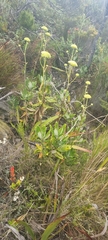Hermas villosa
