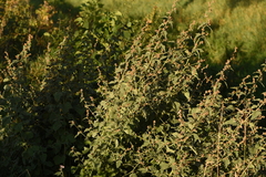 Althaea taurinensis