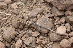 Liolaemus pseudolemniscatus