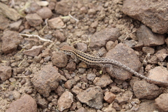 Liolaemus pseudolemniscatus