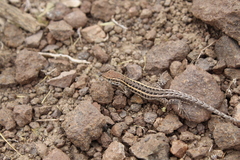 Liolaemus pseudolemniscatus