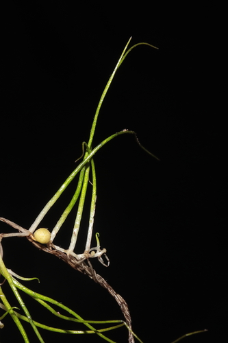 Image of Pilularia americana by (c) Paúl Gonzáles, some rights reserved (CC BY)