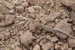 Liolaemus pseudolemniscatus