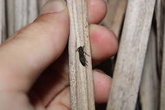 Cerambycoidea