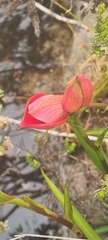 Disa uniflora