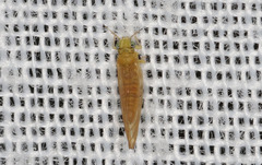 Anoeconeossa