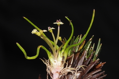 Lilaeopsis occidentalis