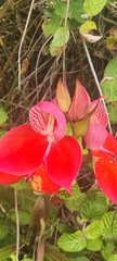 Disa uniflora