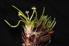 Lilaeopsis occidentalis