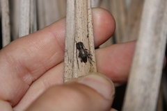 Cerambycoidea