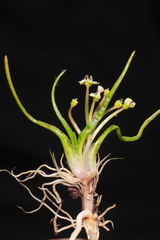 Lilaeopsis occidentalis