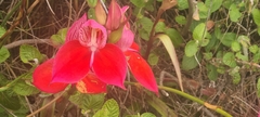 Disa uniflora