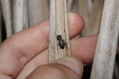 Cerambycoidea