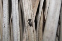 Cerambycoidea