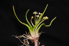 Lilaeopsis occidentalis