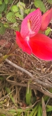 Disa uniflora