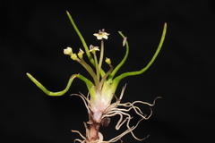 Lilaeopsis occidentalis