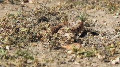 Pituophis deppei