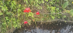 Disa uniflora