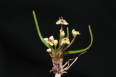 Lilaeopsis occidentalis