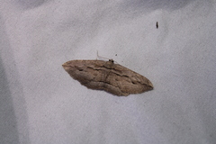 Austrocidaria gobiata