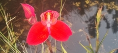 Disa uniflora