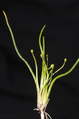 Lilaeopsis occidentalis