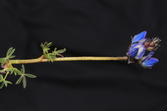 Lupinus microphyllus