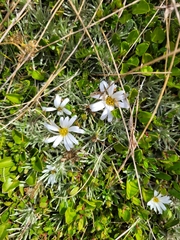 Celmisia sessiliflora