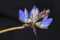 Lupinus microphyllus
