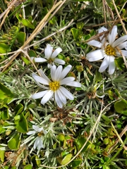 Celmisia sessiliflora
