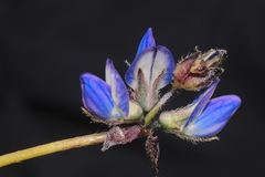 Lupinus microphyllus