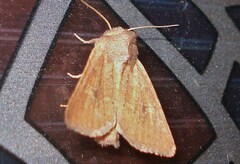 Photedes fluxa