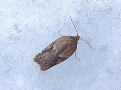 Acleris semiannula